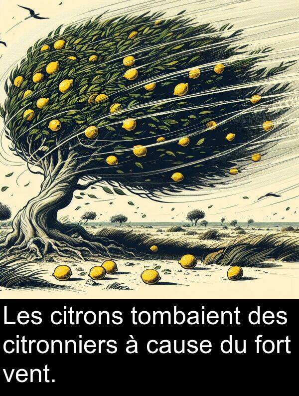 vent: Les citrons tombaient des citronniers à cause du fort vent.