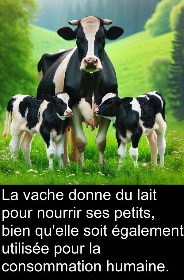 vache: La vache donne du lait pour nourrir ses petits, bien qu'elle soit également utilisée pour la consommation humaine.