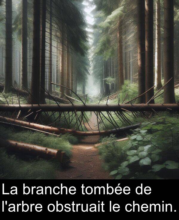 branche: La branche tombée de l'arbre obstruait le chemin.