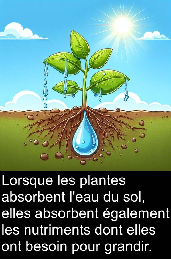 absorbent: Lorsque les plantes absorbent l'eau du sol, elles absorbent également les nutriments dont elles ont besoin pour grandir.