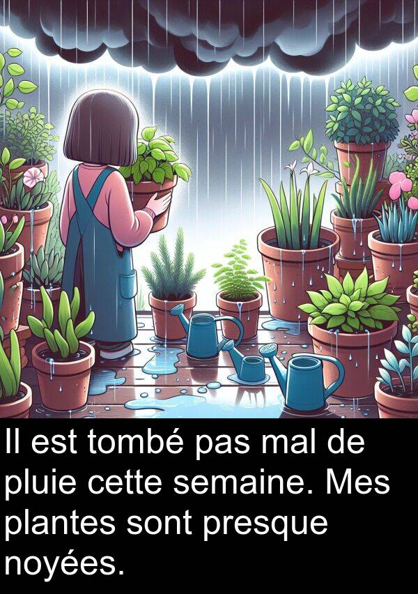 plantes: Il est tombé pas mal de pluie cette semaine. Mes plantes sont presque noyées.