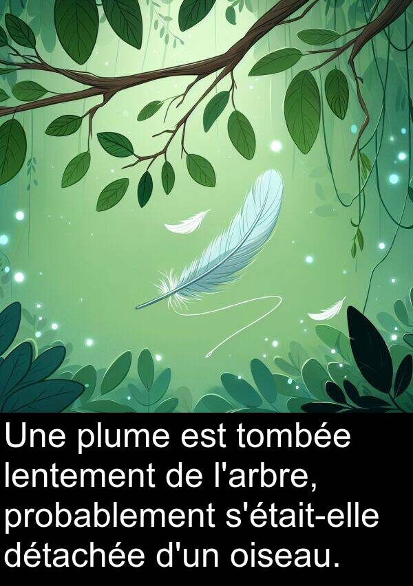 oiseau: Une plume est tombée lentement de l'arbre, probablement s'était-elle détachée d'un oiseau.