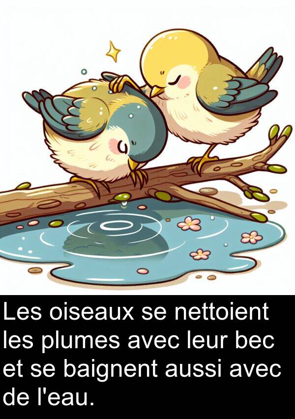 leur: Les oiseaux se nettoient les plumes avec leur bec et se baignent aussi avec de l'eau.