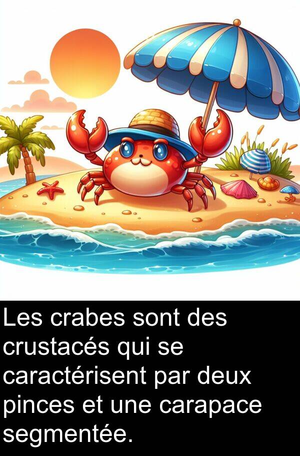 pinces: Les crabes sont des crustacés qui se caractérisent par deux pinces et une carapace segmentée.