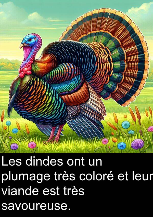 leur: Les dindes ont un plumage très coloré et leur viande est très savoureuse.