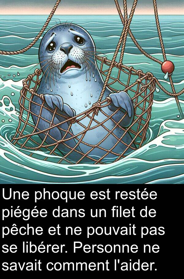 filet: Une phoque est restée piégée dans un filet de pêche et ne pouvait pas se libérer. Personne ne savait comment l'aider.