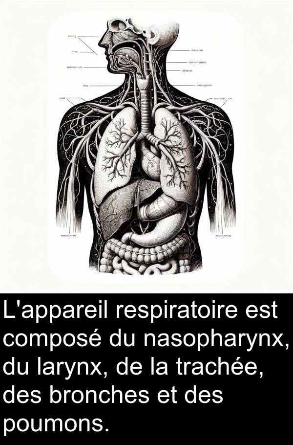 poumons: L'appareil respiratoire est composé du nasopharynx, du larynx, de la trachée, des bronches et des poumons.