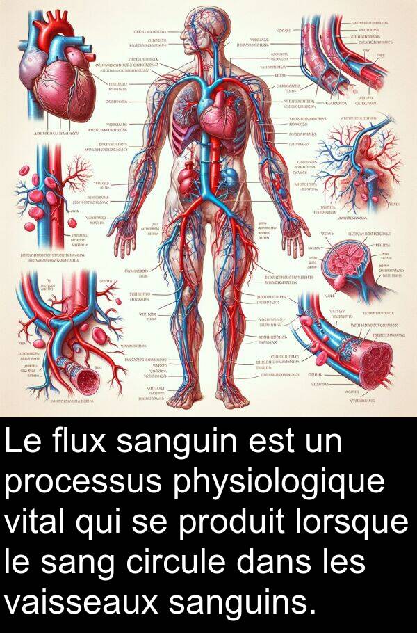 vital: Le flux sanguin est un processus physiologique vital qui se produit lorsque le sang circule dans les vaisseaux sanguins.