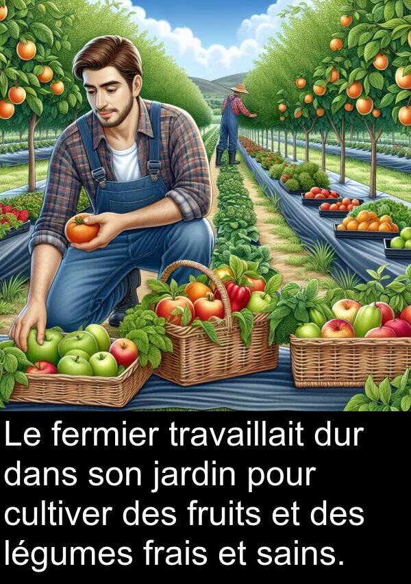 fermier: Le fermier travaillait dur dans son jardin pour cultiver des fruits et des légumes frais et sains.