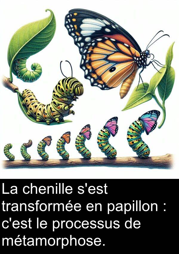 papillon: La chenille s'est transformée en papillon : c'est le processus de métamorphose.