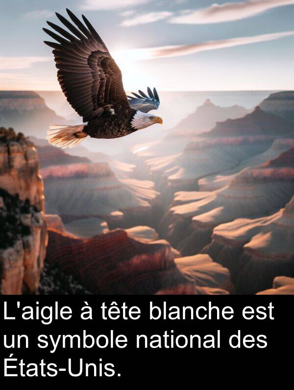 tête: L'aigle à tête blanche est un symbole national des États-Unis.