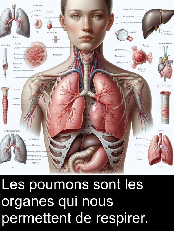 qui: Les poumons sont les organes qui nous permettent de respirer.