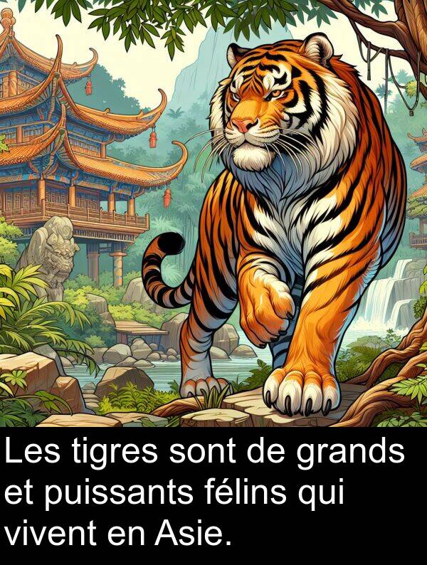 grands: Les tigres sont de grands et puissants félins qui vivent en Asie.