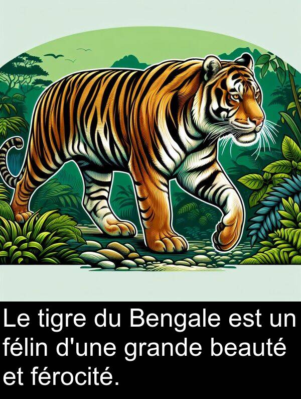 félin: Le tigre du Bengale est un félin d'une grande beauté et férocité.