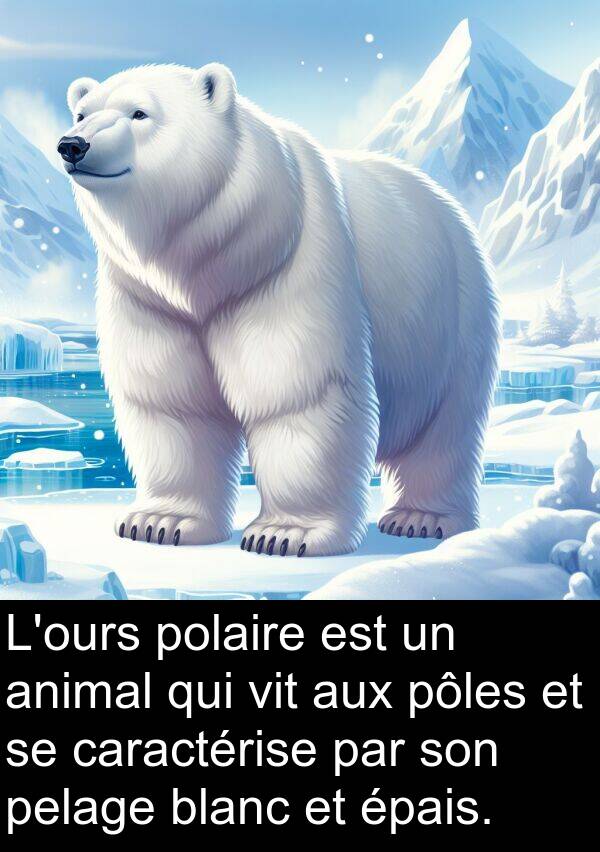 vit: L'ours polaire est un animal qui vit aux pôles et se caractérise par son pelage blanc et épais.