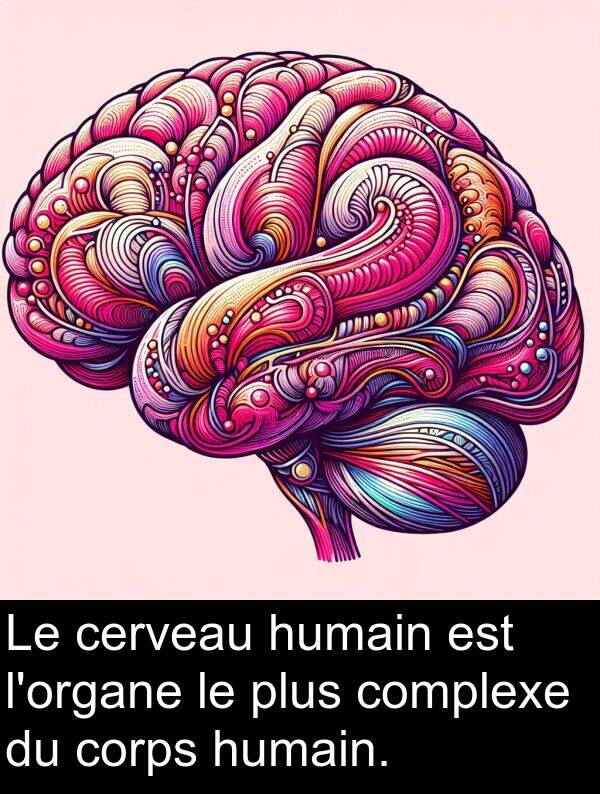 humain: Le cerveau humain est l'organe le plus complexe du corps humain.