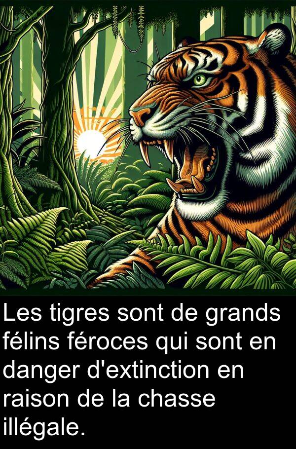 féroces: Les tigres sont de grands félins féroces qui sont en danger d'extinction en raison de la chasse illégale.