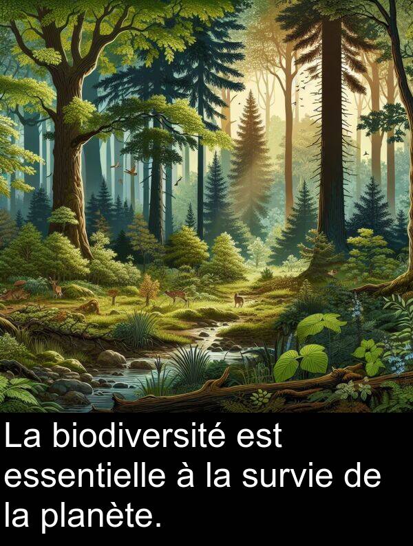 biodiversité: La biodiversité est essentielle à la survie de la planète.