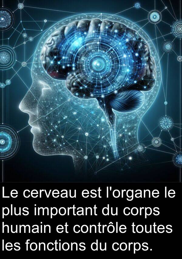 humain: Le cerveau est l'organe le plus important du corps humain et contrôle toutes les fonctions du corps.