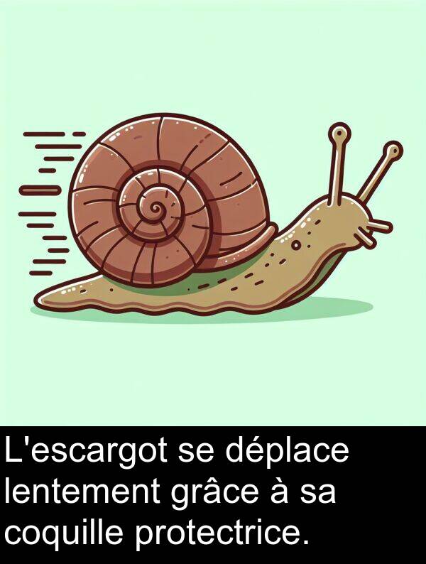 lentement: L'escargot se déplace lentement grâce à sa coquille protectrice.