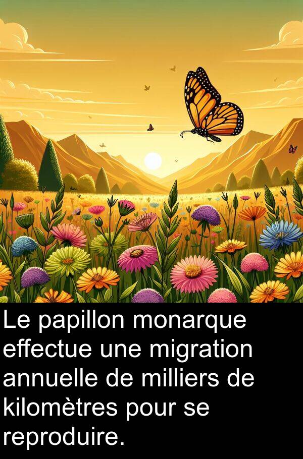 kilomètres: Le papillon monarque effectue une migration annuelle de milliers de kilomètres pour se reproduire.