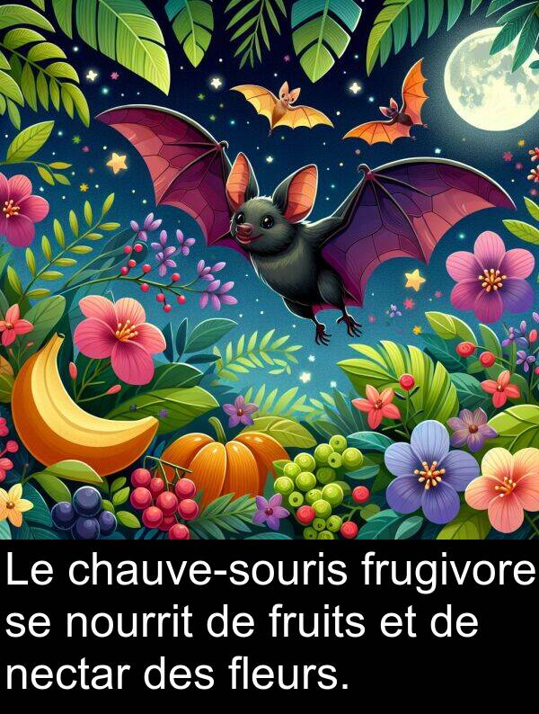 fruits: Le chauve-souris frugivore se nourrit de fruits et de nectar des fleurs.