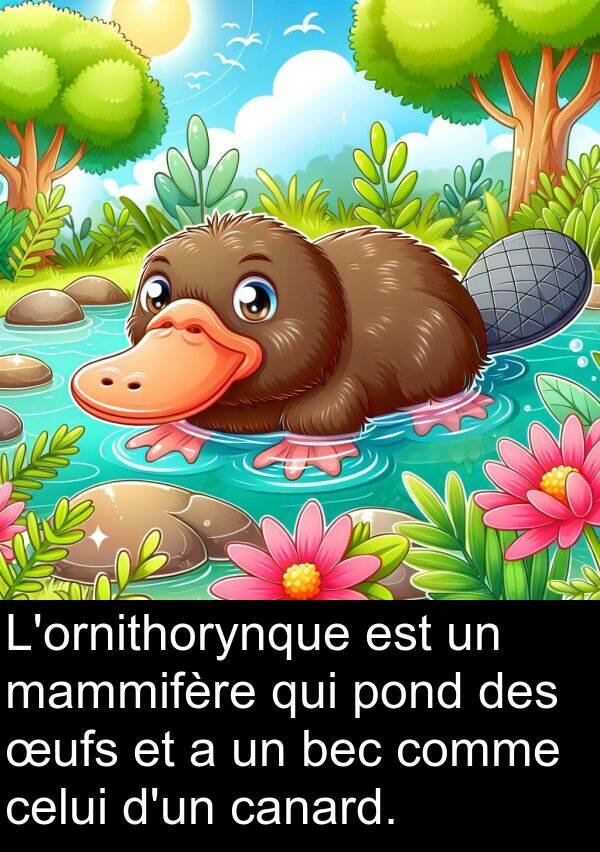 mammifère: L'ornithorynque est un mammifère qui pond des œufs et a un bec comme celui d'un canard.