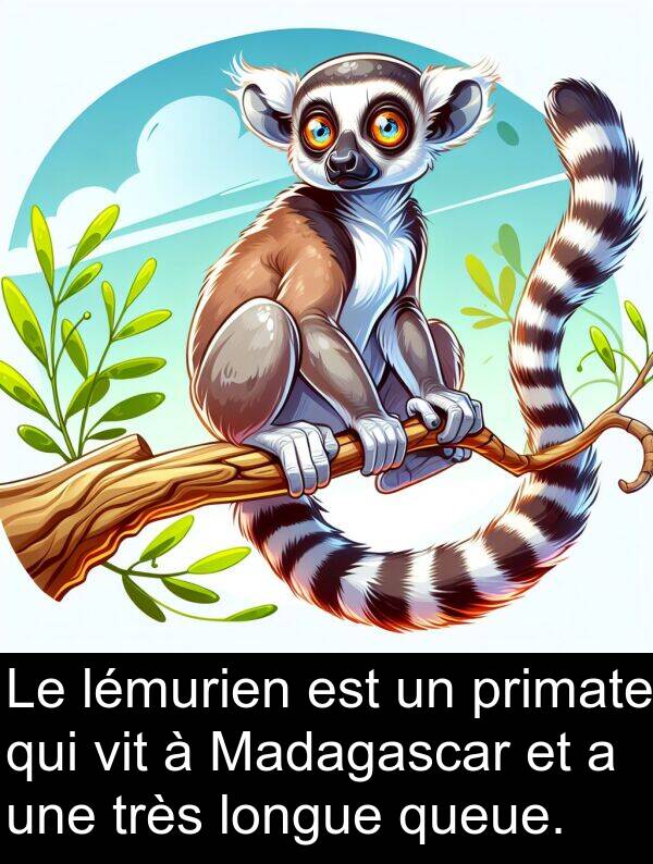 vit: Le lémurien est un primate qui vit à Madagascar et a une très longue queue.