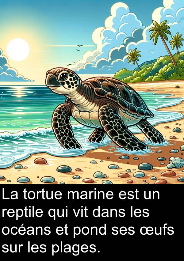 vit: La tortue marine est un reptile qui vit dans les océans et pond ses œufs sur les plages.