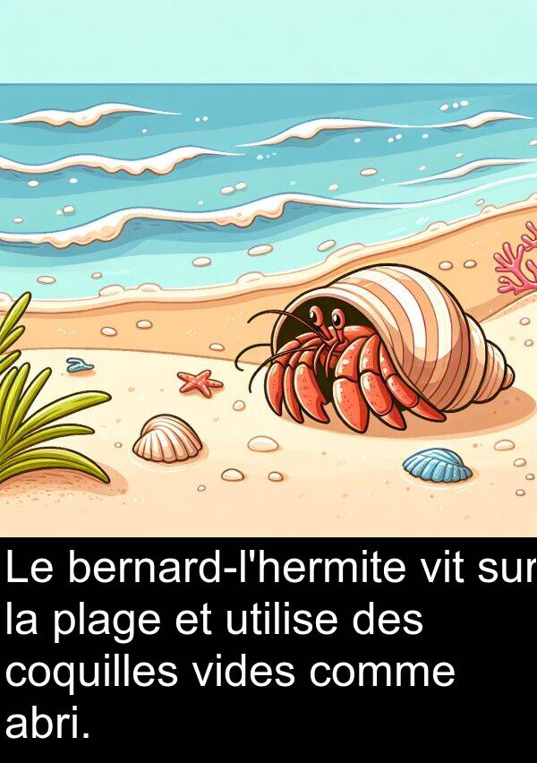 vit: Le bernard-l'hermite vit sur la plage et utilise des coquilles vides comme abri.