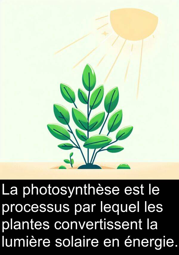 lequel: La photosynthèse est le processus par lequel les plantes convertissent la lumière solaire en énergie.