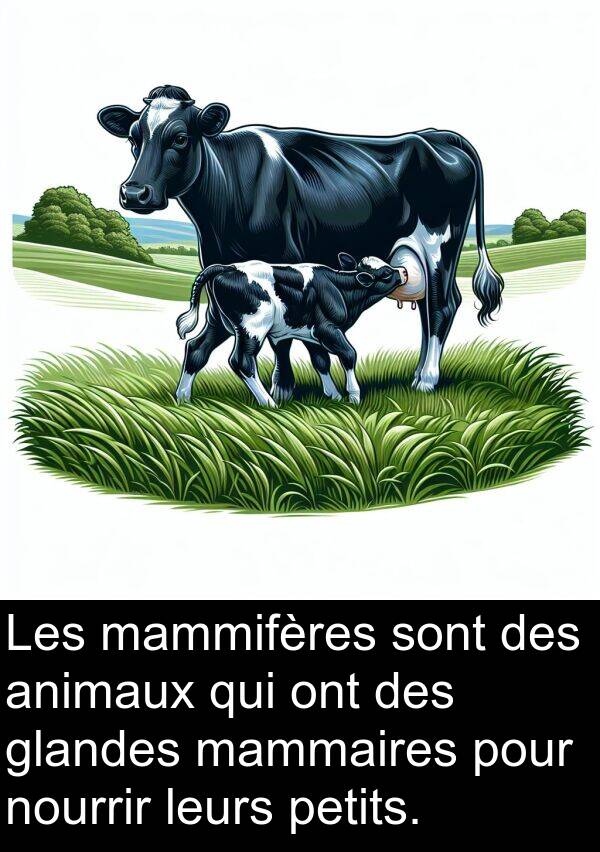 mammaires: Les mammifères sont des animaux qui ont des glandes mammaires pour nourrir leurs petits.