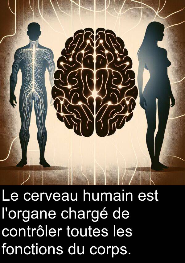 humain: Le cerveau humain est l'organe chargé de contrôler toutes les fonctions du corps.