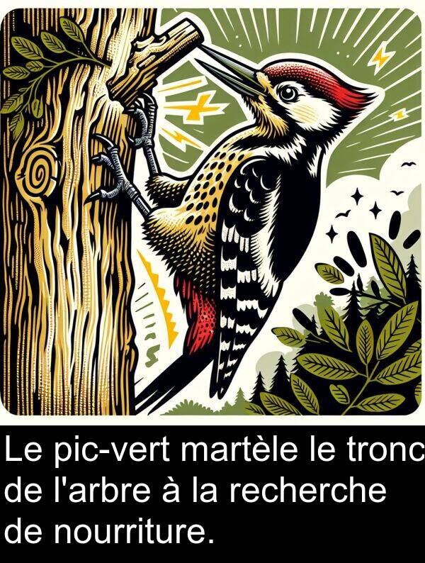 martèle: Le pic-vert martèle le tronc de l'arbre à la recherche de nourriture.