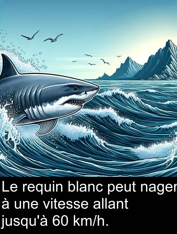 vitesse: Le requin blanc peut nager à une vitesse allant jusqu'à 60 km/h.