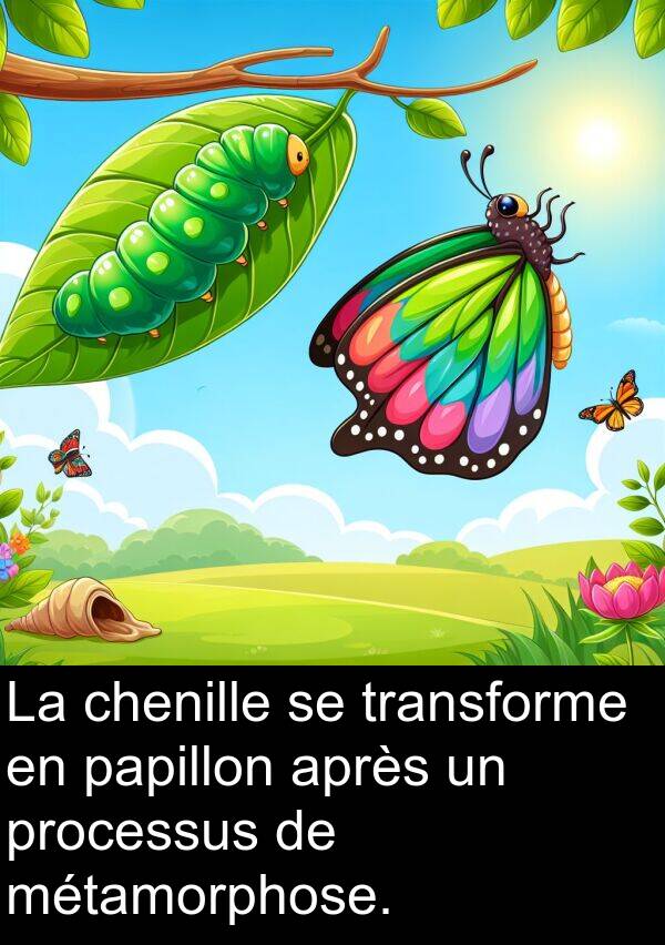 papillon: La chenille se transforme en papillon après un processus de métamorphose.