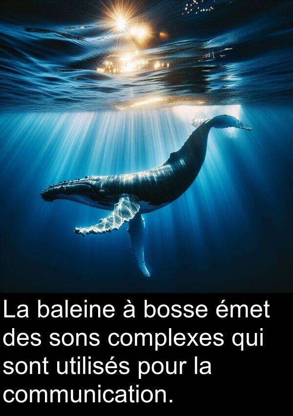 utilisés: La baleine à bosse émet des sons complexes qui sont utilisés pour la communication.