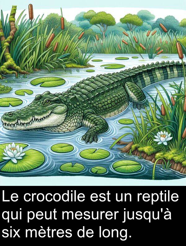 peut: Le crocodile est un reptile qui peut mesurer jusqu'à six mètres de long.