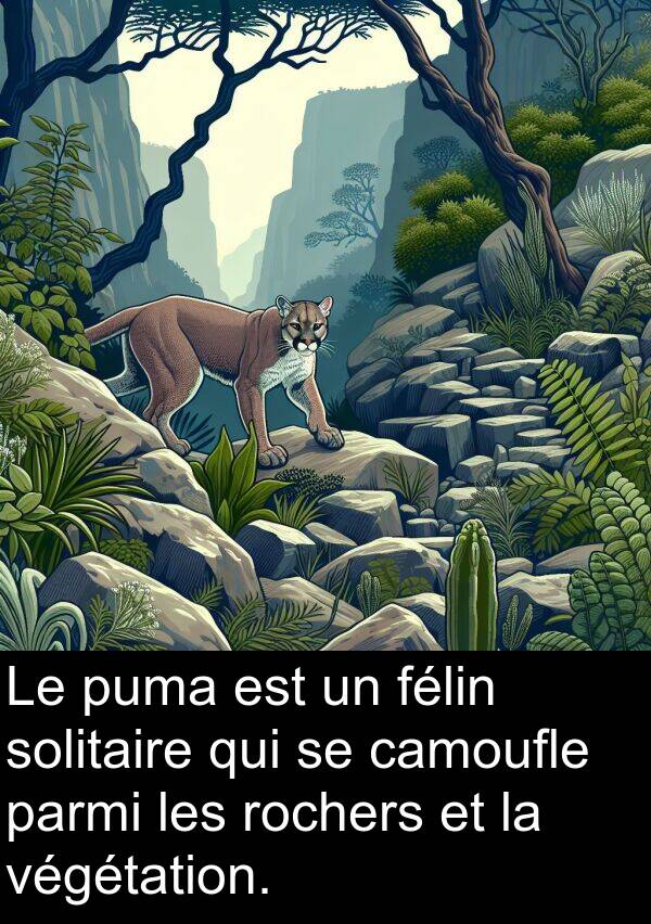 végétation: Le puma est un félin solitaire qui se camoufle parmi les rochers et la végétation.