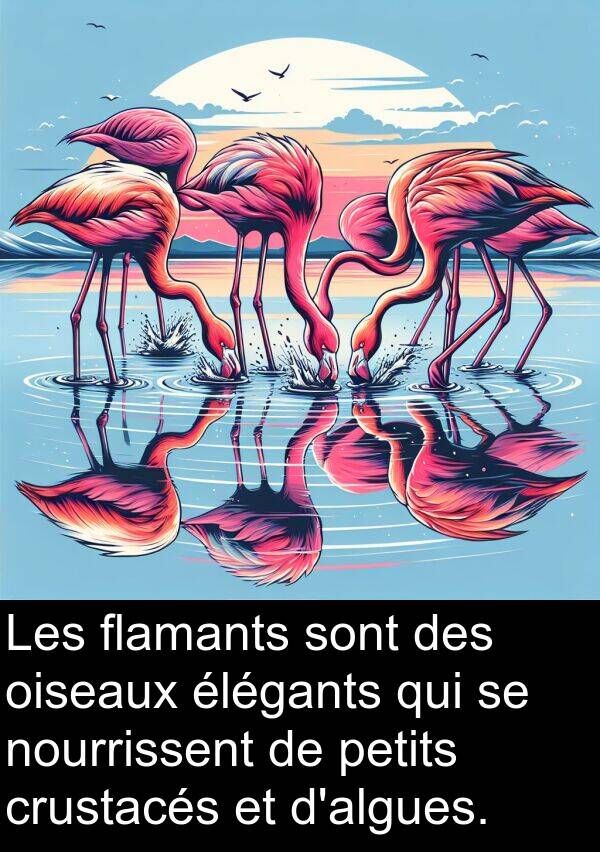 oiseaux: Les flamants sont des oiseaux élégants qui se nourrissent de petits crustacés et d'algues.