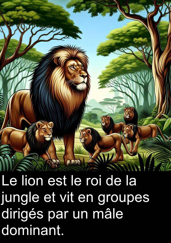 vit: Le lion est le roi de la jungle et vit en groupes dirigés par un mâle dominant.