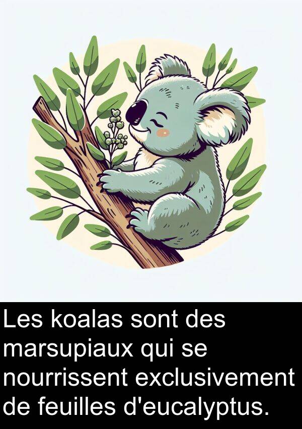 feuilles: Les koalas sont des marsupiaux qui se nourrissent exclusivement de feuilles d'eucalyptus.