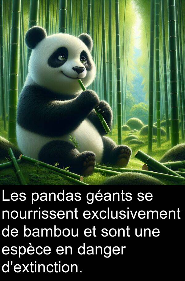 bambou: Les pandas géants se nourrissent exclusivement de bambou et sont une espèce en danger d'extinction.