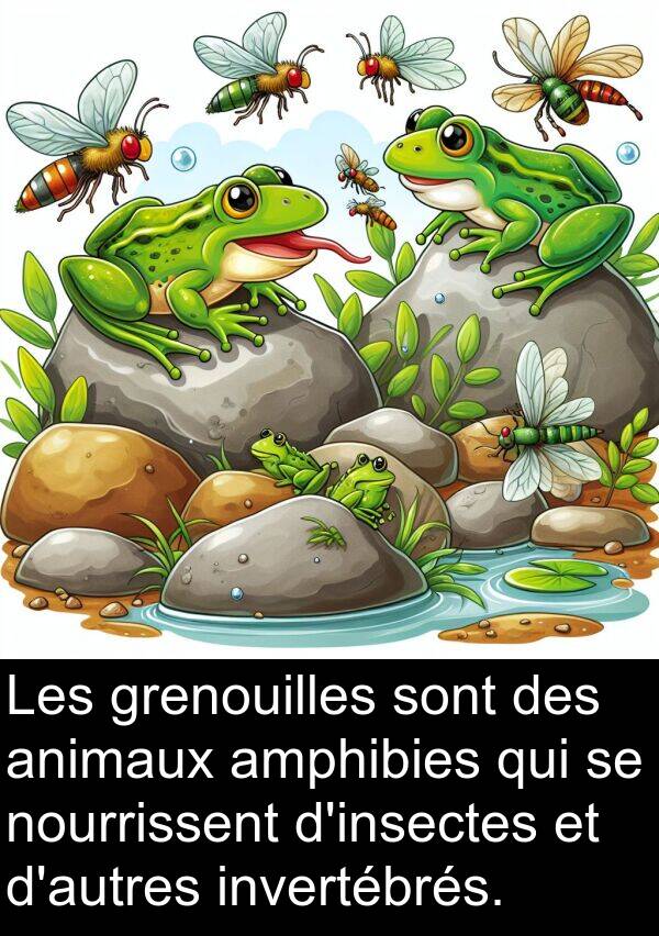 animaux: Les grenouilles sont des animaux amphibies qui se nourrissent d'insectes et d'autres invertébrés.