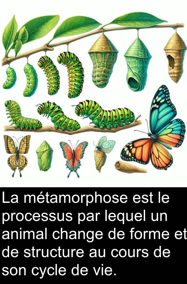 lequel: La métamorphose est le processus par lequel un animal change de forme et de structure au cours de son cycle de vie.