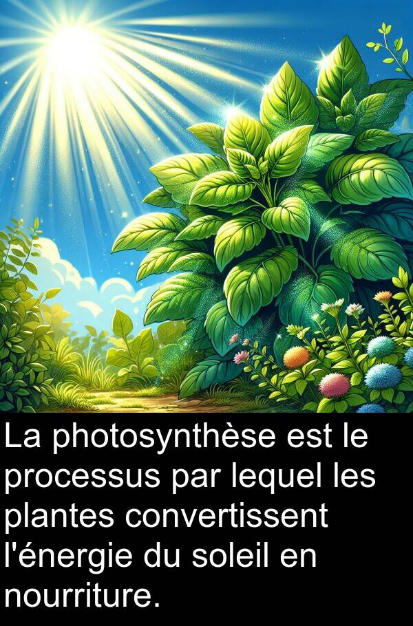 lequel: La photosynthèse est le processus par lequel les plantes convertissent l'énergie du soleil en nourriture.