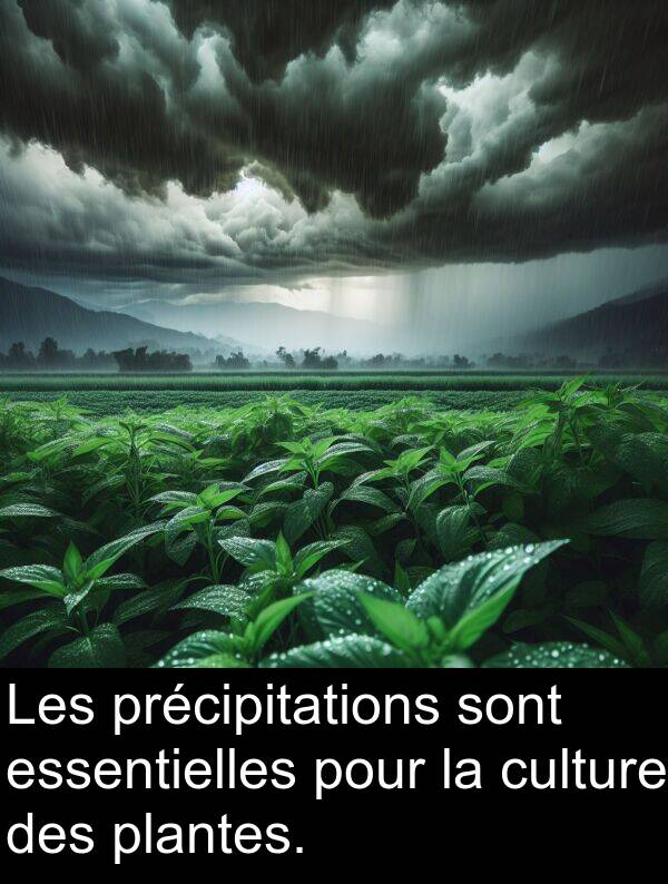 précipitations: Les précipitations sont essentielles pour la culture des plantes.