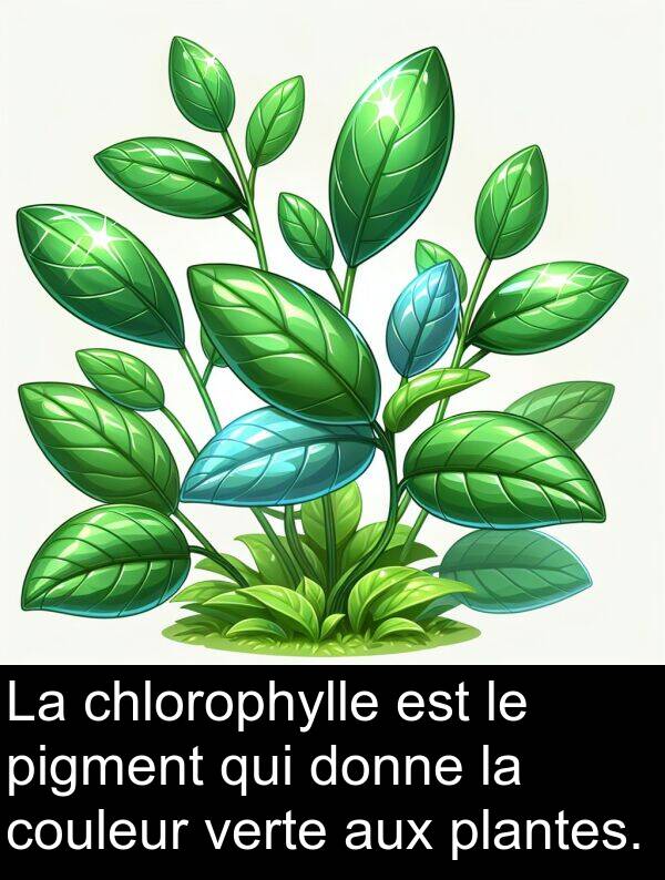 verte: La chlorophylle est le pigment qui donne la couleur verte aux plantes.