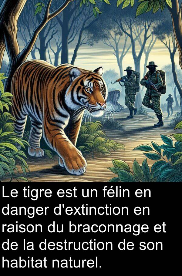 félin: Le tigre est un félin en danger d'extinction en raison du braconnage et de la destruction de son habitat naturel.