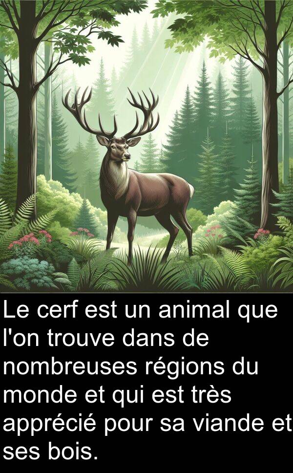 animal: Le cerf est un animal que l'on trouve dans de nombreuses régions du monde et qui est très apprécié pour sa viande et ses bois.